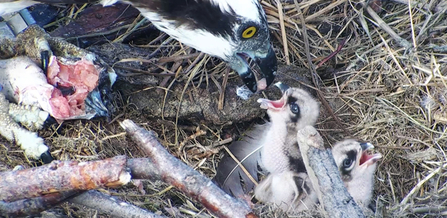 MWT - Chick 2 hatches, 2013. Dyfi Osprey Project.