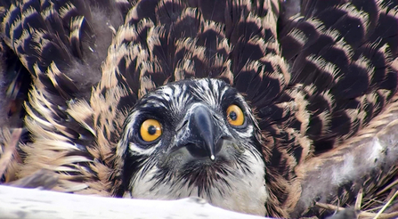 MWT - Chick, 2013. Dyfi Osprey Project.