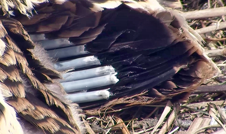 MWT - Pin feather development. Dyfi Osprey Project.