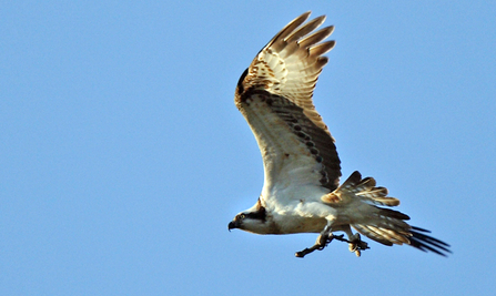 Glaslyn, Wales male osprey with stick.