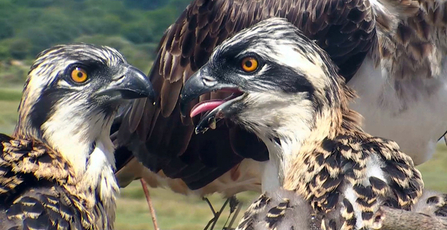 MWT- Dyfi Osprey chicks, 2013.