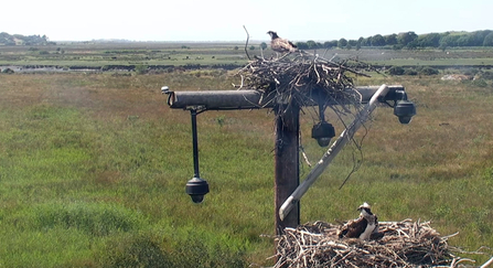 MWT - Monty's Shed, August 2013. Dyfi Osprey Project.