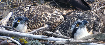 MWT - Dyfi Chicks, 2013. Dyfi Osprey Project.