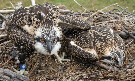 MWT - Cerist & Clarach, 2013. Dyfi Osprey Project.