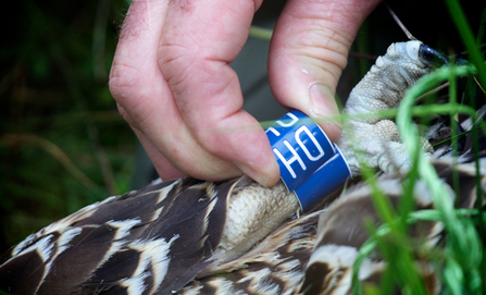 MWT - Einion being ringed in 2011. Blue DH, Dyfi Osprey Project.