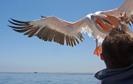 White pelican by Caroline Wilkinson