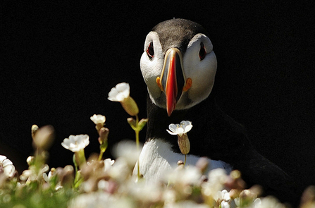 Puffin by Gary Jones