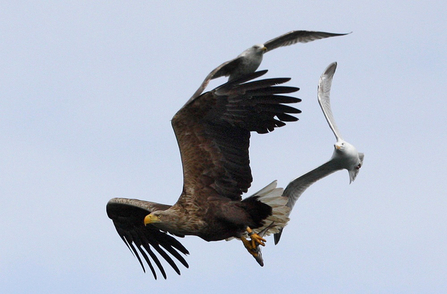 White tailed sea eagle by Chloe