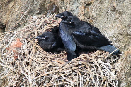 Ravens by Hefin Roberts