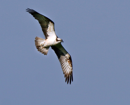 Glaslyn male, circa 2012