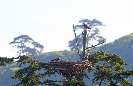 Glaslyn nest