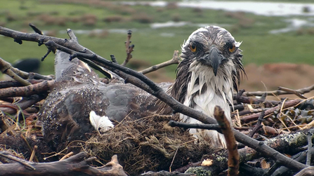 © MWT - Monty incubating in the rain