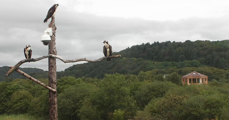 © MWT - Ospreys & Obs, 2014