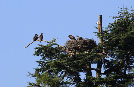 Glaslyn nest, by Viv Finn