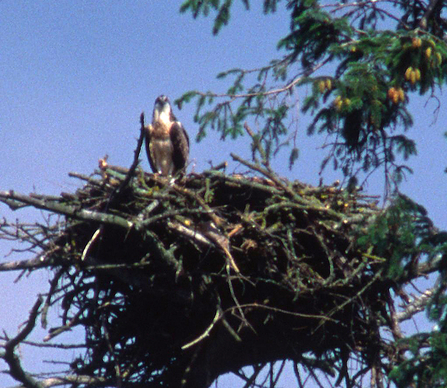 Welshpool nest, chick, 2004