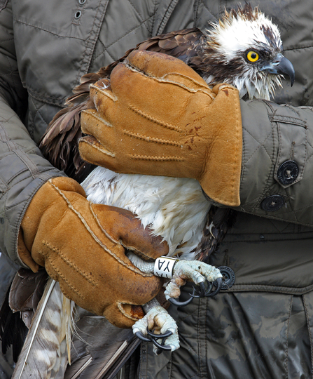 © Nigel Milbourne. White YA (Glaslyn 2008 chick) rescued, 2013