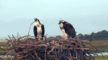 © MWT. Monty and Clarach. Dyfi Osprey Project