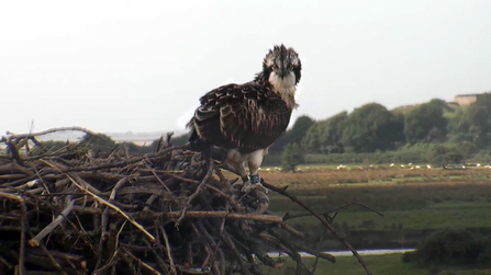 © MWT. Clarach. Dyfi Osprey Project