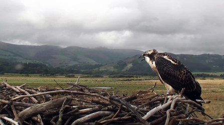 © MWT. Clarach. Dyfi Osprey Project