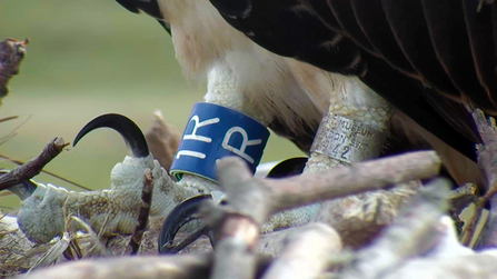 © MWT. Blue 1R, Dyfi Osprey Project