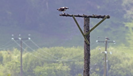 MWT - Monty with fish, Blue 24 in background on electricity pole