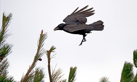 © Emyr Evans. Crow, Ynys Enlli