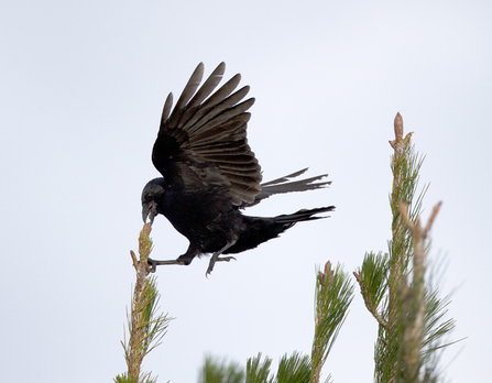 © Emyr Evans. Crow, Ynys Enlli