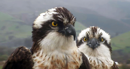 © MWT - Dai Dot and Blue 24. Dyfi Osprey Project