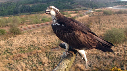 © MWT. Glesni. Dyfi Osprey Project