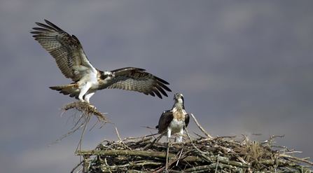 © MWT - Monty delivering nest material