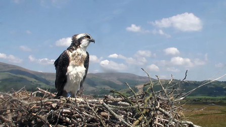 © MWT - Gwynant, July 2014. Dyfi Osprey Project