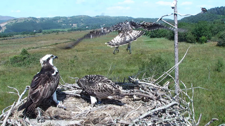 © MWT - Gwynant, Deri, Glesni, Monty (Gywnant helicoptering). 2014