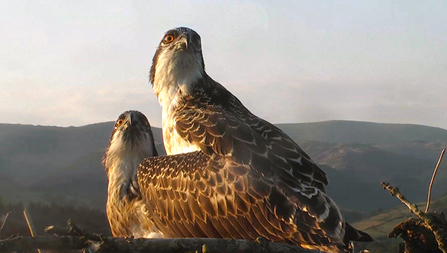 © MWT - Gwynant & Deri (2014). Dyfi Osprey Project