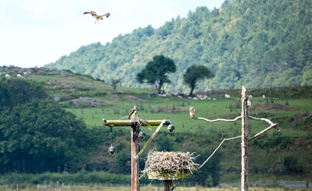 © Jo Cheetham. Gwynant fledging, 2014. Dyfi Osprey Project