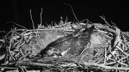 © MWT - Glesni, incubating. 2014