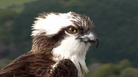 © MWT - Monty, 2014. Dyfi Osprey Project