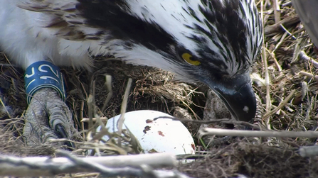 © MWT. Glesni's first egg, 2014. Dyfi Osprey Project