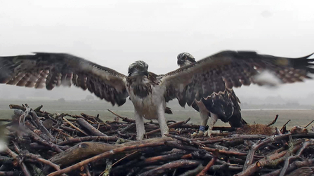 © MWT. Clarach, Cerist. Dyfi Osprey Project