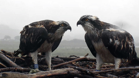 © MWT. Clarach, Cerist. Dyfi Osprey Projec