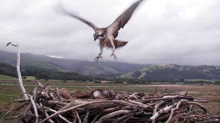 © MWT. Dyfi Osprey Project