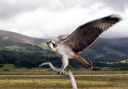 © MWT - Gwynant, 2014. Dyfi Osprey Project