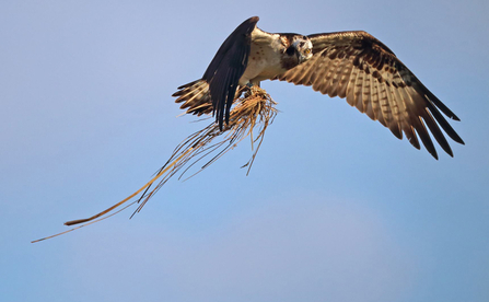 © MWT - Glesni. Dyfi Osprey Project