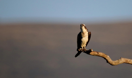 © MWT - Monty, 2014. Dyfi Osprey Project