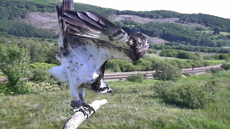 © MWT - Glesni, 2014. Dyfi Osprey Project