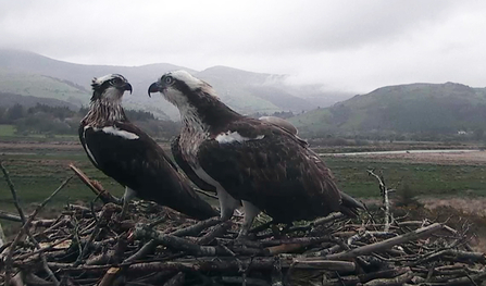 © MWT - Glesni (left), Blue 24, 2014. Dyfi Osprey Project.