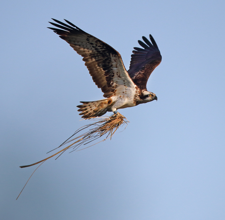 © MWT - Glesni, 2014. Dyfi Osprey Project