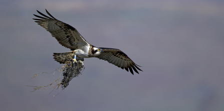 MWT Glesni with seaweed