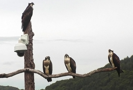 MWT -  Glesni, Deri, Gwynant, Monty. August 2014. Dyfi Osprey Project.