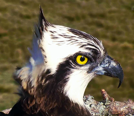 © Bywyd Gwyllt Glaslyn Wildlife. Blue 80, 16 April 2015