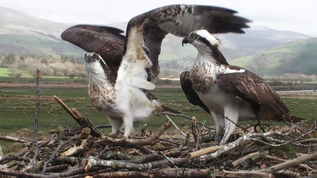 © MWT - Monty and Blue 24, April 2014. Dyfi Osprey Project.